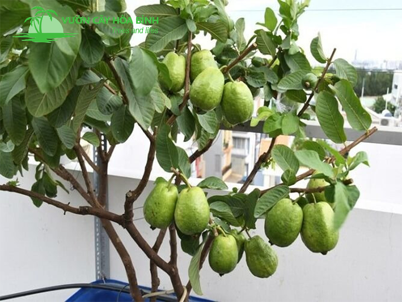 Ứng dụng cây ổi trong thiết kế cảnh quan hiện đại và không gian xanh