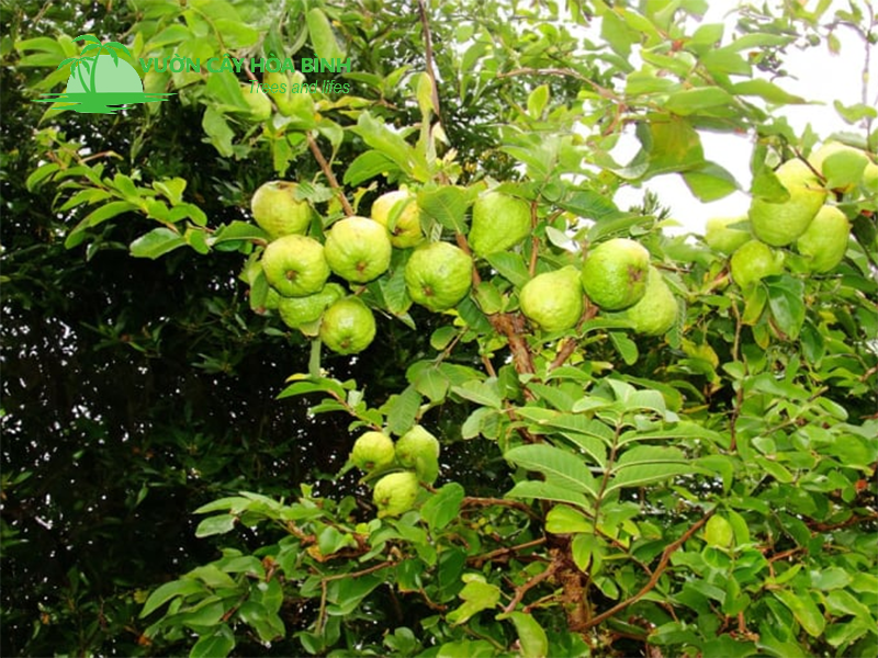 Thời điểm trồng cây ổi phù hợp để đạt hiệu quả sinh trưởng tối ưu