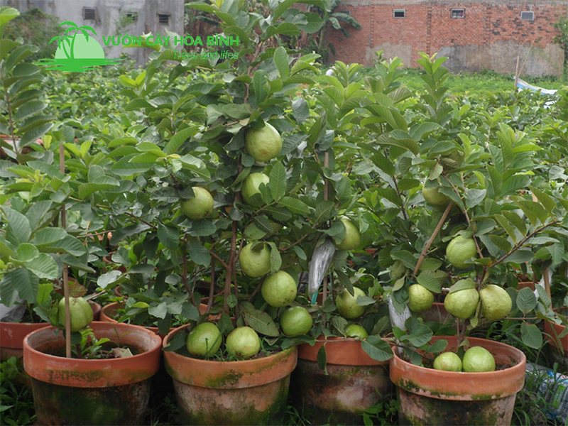 Các loại sâu bệnh thường gặp trên cây ổi và biện pháp phòng trừ hiệu quả