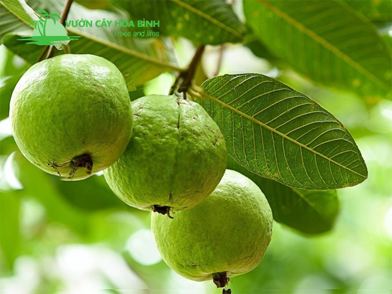 Vườn Cây Hòa Bình cung cấp cây ổi chất lượng toàn quốc