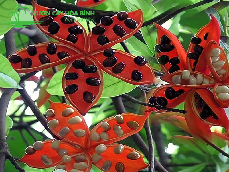hoa của c ây sang