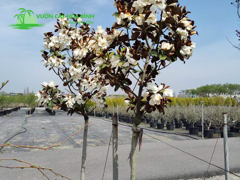 Cây Sen Đất nổi bật với hoa đẹp và tán cây cân đối