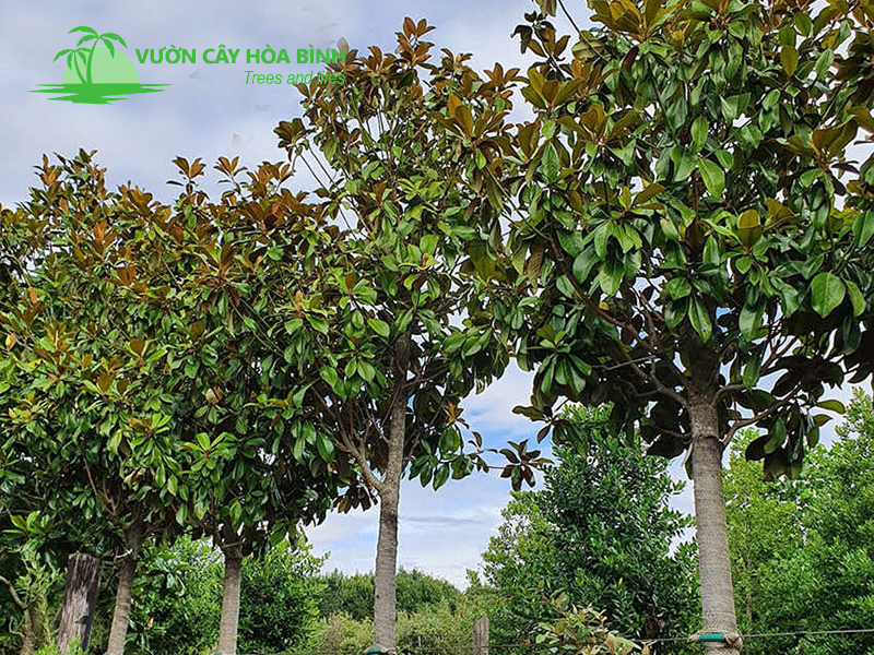 Cây Sen Đất kết hợp với các loại cây công trình trong cảnh quan