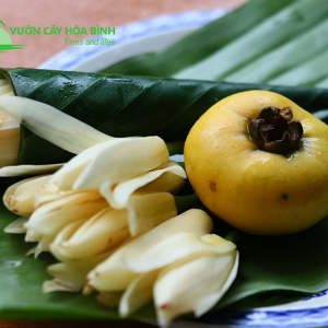 Cây Thị công trình xanh tốt tại Vườn Cây Hòa Bình
