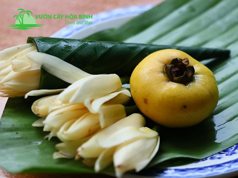 Cây Thị công trình xanh tốt tại Vườn Cây Hòa Bình