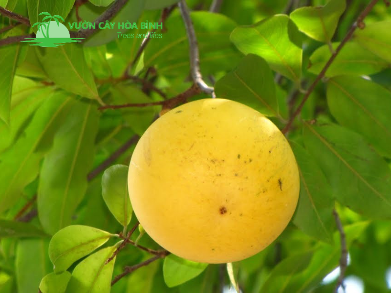 Cây Thị có tán đẹp và tạo bóng mát cho công trình