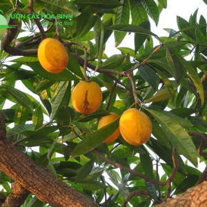 Cây Trứng Gà tại Vườn cây Hòa Bình