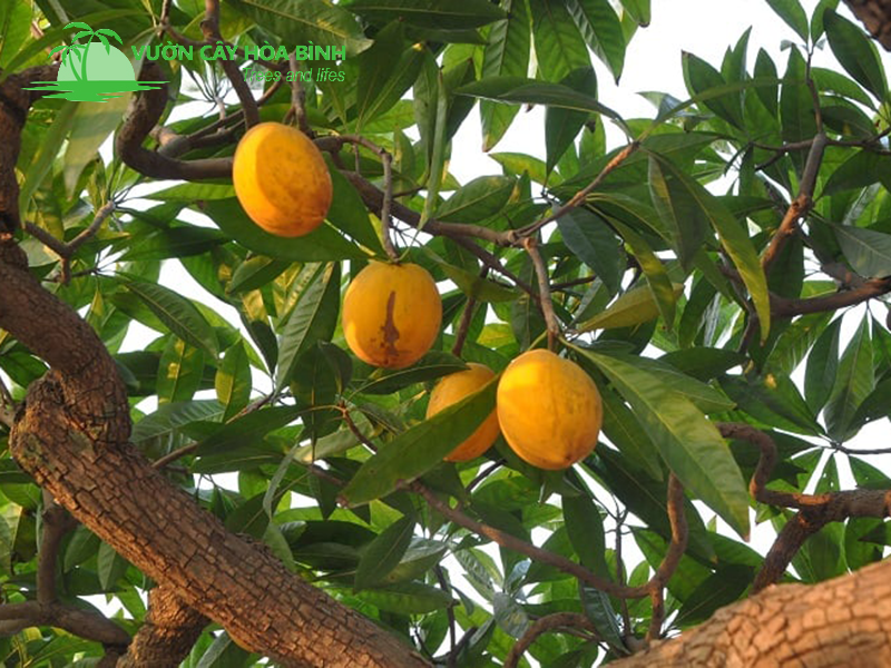 Cây Trứng Gà tại Vườn cây Hòa Bình