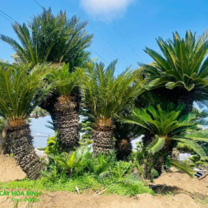 Cây Vạn Tuế