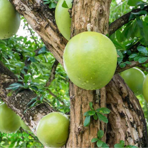 Cây Đào Tiên