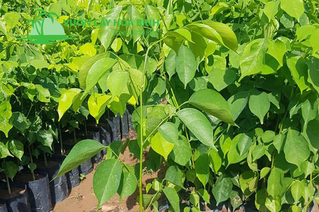 Những lưu ý khi trồng Cây Giáng Hương để đảm bảo giá trị cảnh quan