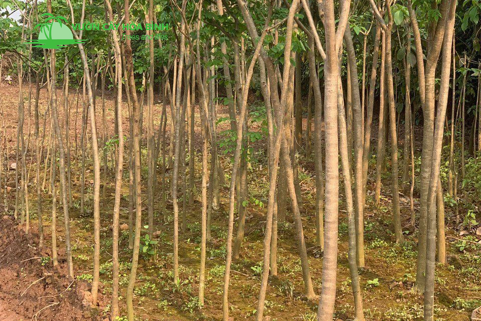 Tiêu chí lựa chọn Cây Giáng Hương công trình đạt chất lượng