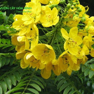 Cây Giáng Hương công trình tạo bóng mát và cảnh quan xanh cho đô thị