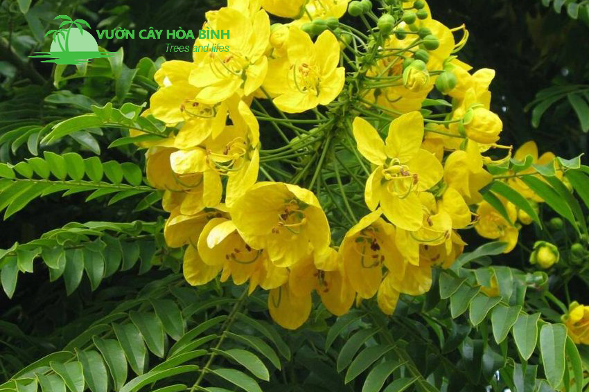 Cây Giáng Hương công trình tạo bóng mát và cảnh quan xanh cho đô thị