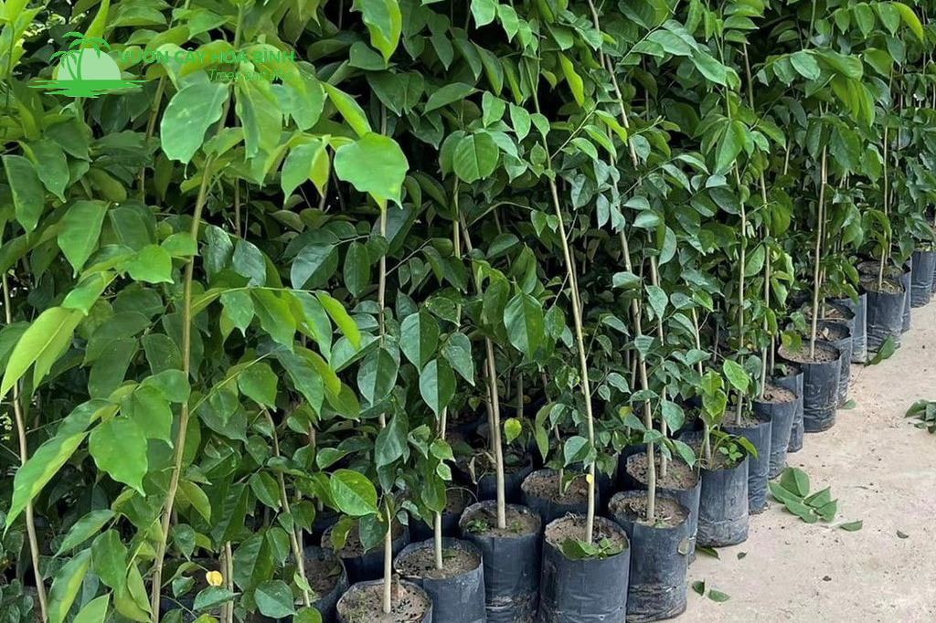 Cây Giáng Hương phát triển tán rộng tạo bóng mát cho công trình