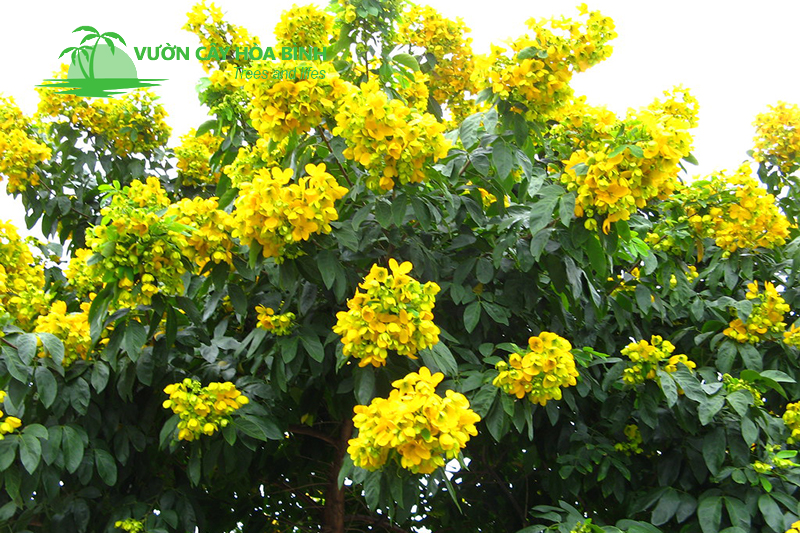 Cây Giáng Hương với tán rộng và hoa vàng nổi bật trong công trình cảnh quan