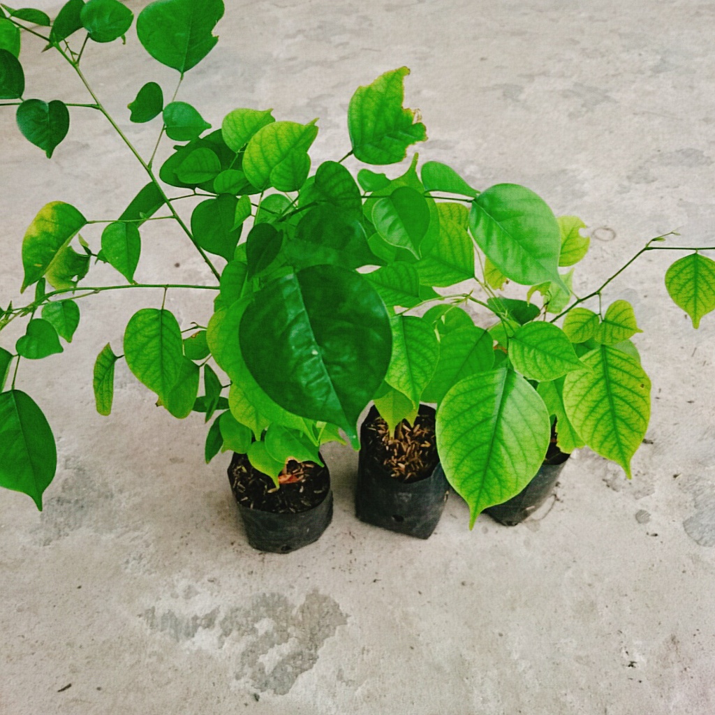 Quá trình sinh trưởng và phát triển của Cây Giáng Hương qua từng giai đoạn