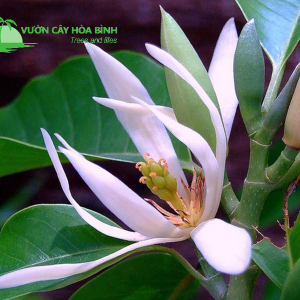 Cây Ngọc Lan hoa vàng tỏa hương thơm trong không gian sân vườn
