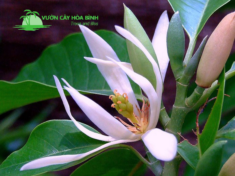 Cây Ngọc Lan hoa vàng tỏa hương thơm trong không gian sân vườn