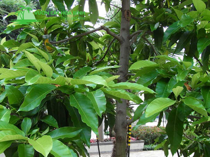 Cây Ngọc Lan nổi bật với hoa thơm và tán lá xanh quanh năm