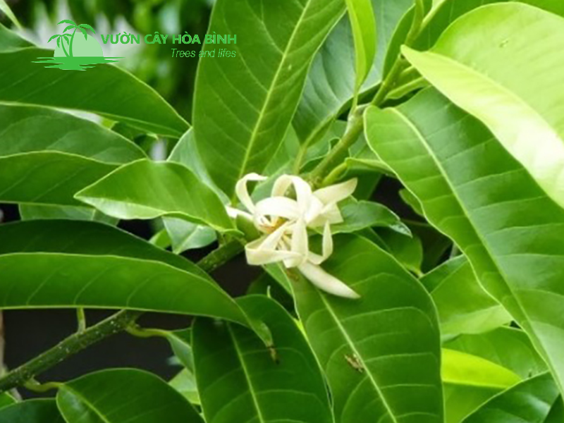 Cây Ngọc Lan tạo điểm nhấn cho biệt thự, sân vườn và công trình xanh