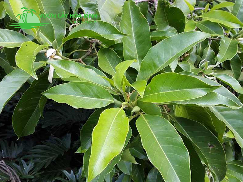 Các loại Cây Ngọc Lan giống, cây công trình và cây dưỡng bầu tại Vườn Cây Hòa Bình